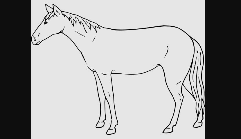 Horse drawing tips and tricks